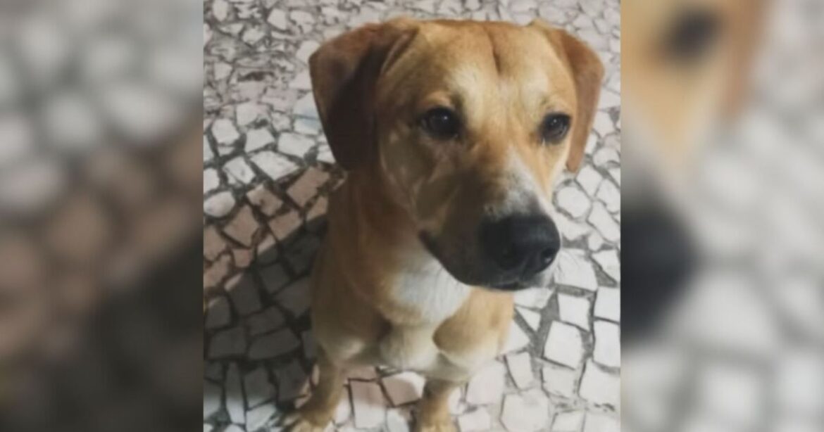 suspeitos-de-matar-cao-orelha-tentaram-afogar-outro-cachorro,-diz-policia